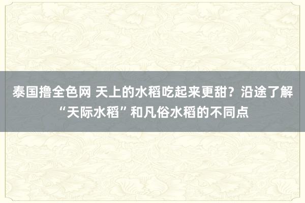 泰国撸全色网 天上的水稻吃起来更甜？沿途了解“天际水稻”和凡俗水稻的不同点