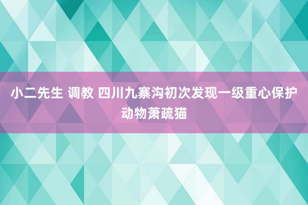 小二先生 调教 四川九寨沟初次发现一级重心保护动物萧疏猫